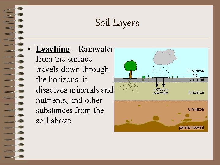Soil Layers • Leaching – Rainwater from the surface travels down through the horizons;