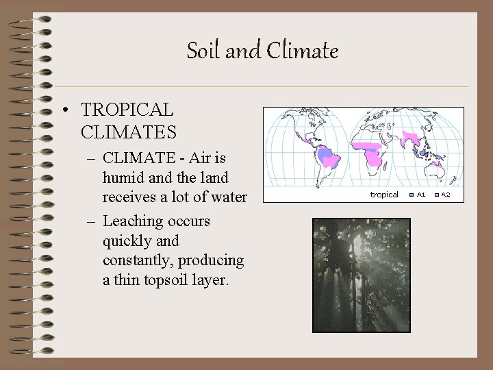 Soil and Climate • TROPICAL CLIMATES – CLIMATE - Air is humid and the