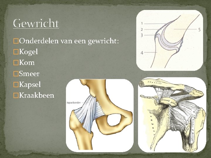 Gewricht �Onderdelen van een gewricht: �Kogel �Kom �Smeer �Kapsel �Kraakbeen 