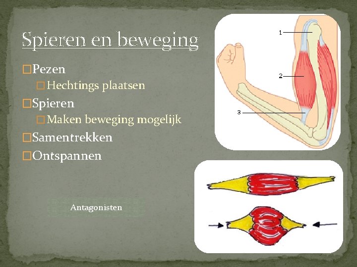 Spieren en beweging �Pezen � Hechtings plaatsen �Spieren � Maken beweging mogelijk �Samentrekken �Ontspannen