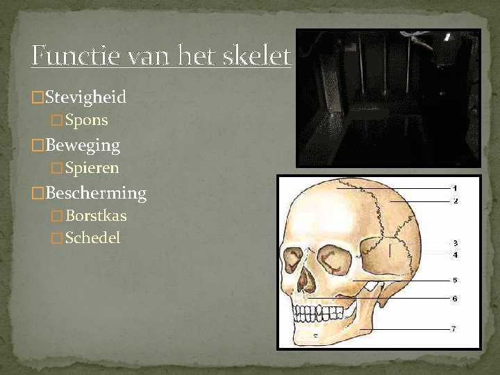 Functie van het skelet �Stevigheid � Spons �Beweging � Spieren �Bescherming � Borstkas �