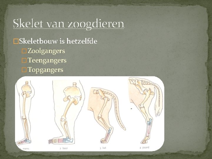Skelet van zoogdieren �Skeletbouw is hetzelfde � Zoolgangers � Teengangers � Topgangers 