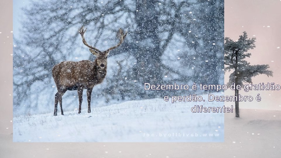 Dezembro é tempo de gratidão e perdão. Dezembro é diferente! 