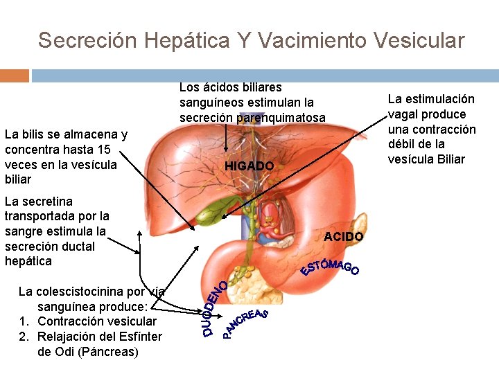 Secreción Hepática Y Vacimiento Vesicular Los ácidos biliares sanguíneos estimulan la secreción parenquimatosa La