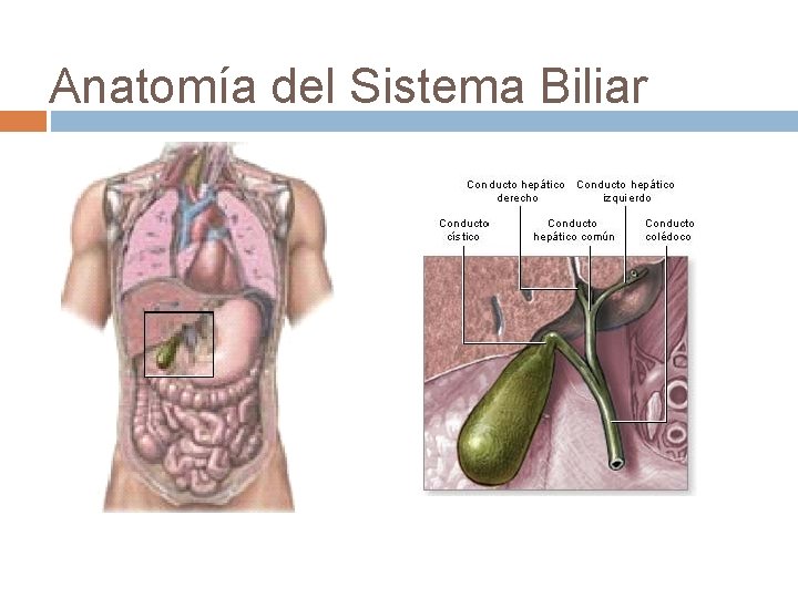 Anatomía del Sistema Biliar 