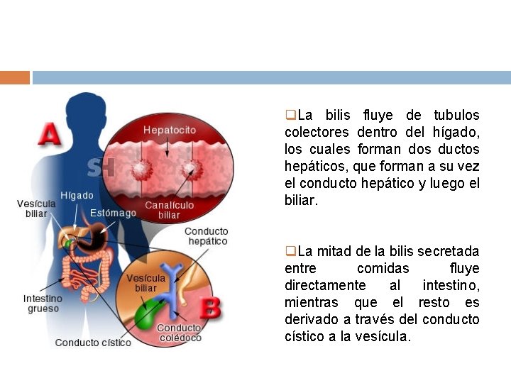 q. La bilis fluye de tubulos colectores dentro del hígado, los cuales forman dos