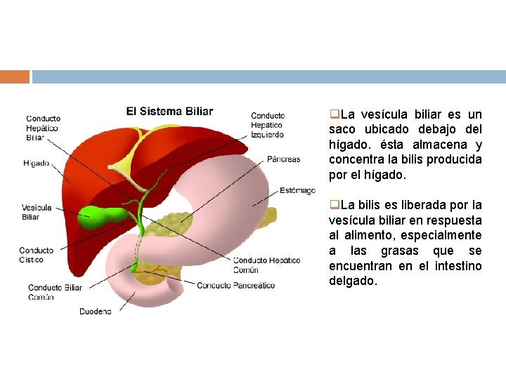 q. La vesícula biliar es un saco ubicado debajo del hígado. ésta almacena y