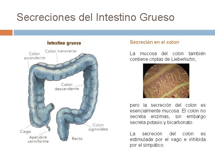 Secreciones del Intestino Grueso Secreción en el colon La mucosa del colon también contiene