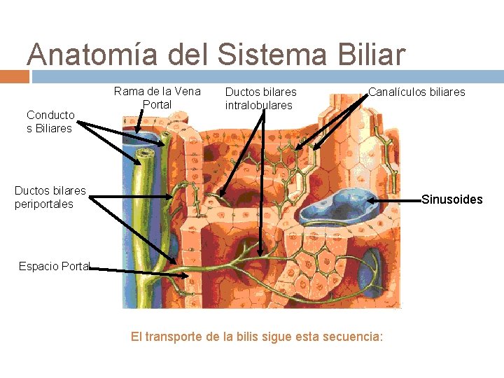 Anatomía del Sistema Biliar Conducto s Biliares Rama de la Vena Portal Ductos bilares