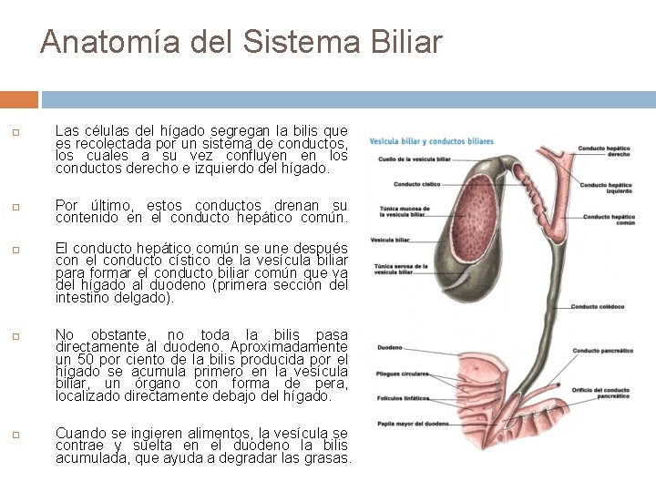 Anatomía del Sistema Biliar Las células del hígado segregan la bilis que es recolectada