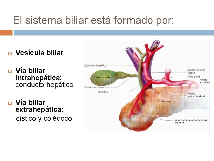 El sistema biliar está formado por: Vesícula biliar Vía biliar intrahepática: conducto hepático Vía