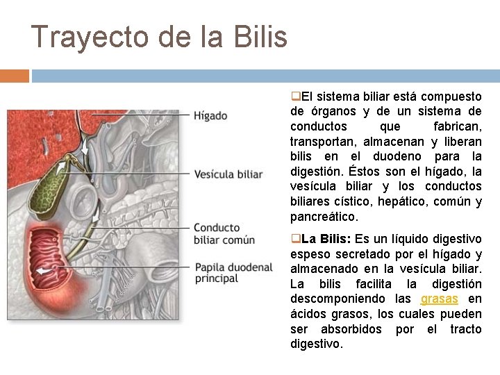 Trayecto de la Bilis q. El sistema biliar está compuesto de órganos y de