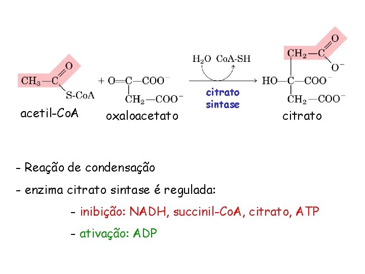 acetil-Co. A oxaloacetato citrato sintase citrato - Reação de condensação - enzima citrato sintase