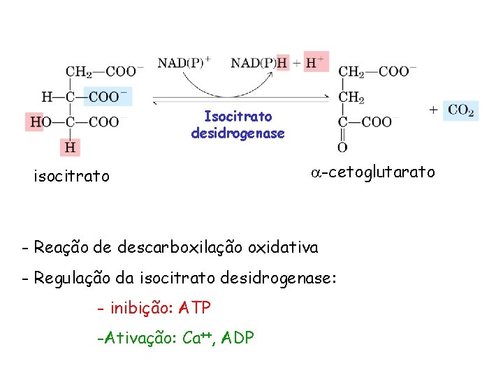 Isocitrato desidrogenase isocitrato -cetoglutarato - Reação de descarboxilação oxidativa - Regulação da isocitrato desidrogenase: