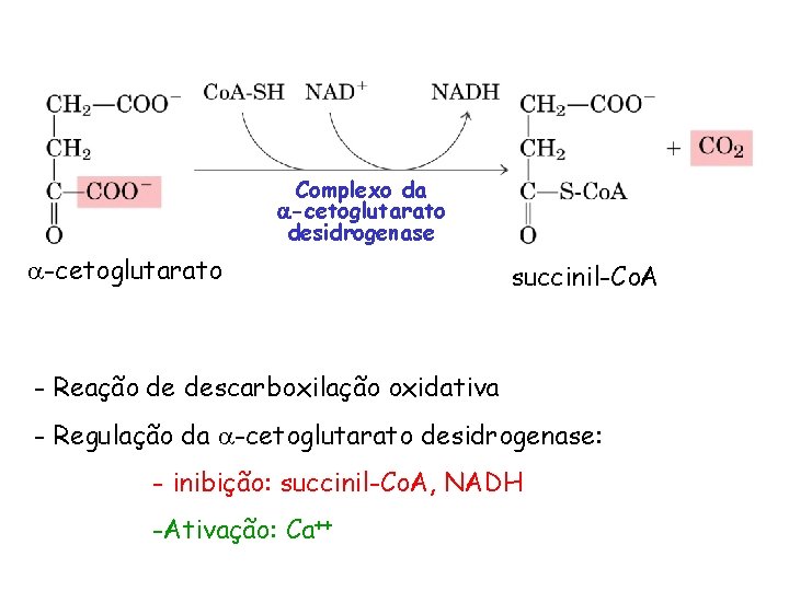 Complexo da -cetoglutarato desidrogenase -cetoglutarato succinil-Co. A - Reação de descarboxilação oxidativa - Regulação