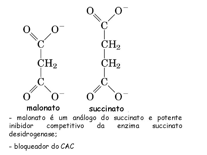 malonato succinato - malonato é um análogo do succinato e potente inibidor competitivo da