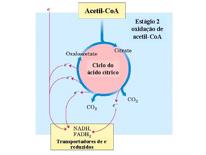 Acetil-Co. A Estágio 2 oxidação de acetil-Co. A Ciclo do ácido cítrico Transportadores de