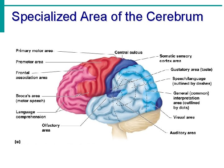 Specialized Area of the Cerebrum 