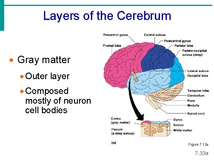 Layers of the Cerebrum · Gray matter · Outer layer · Composed mostly of
