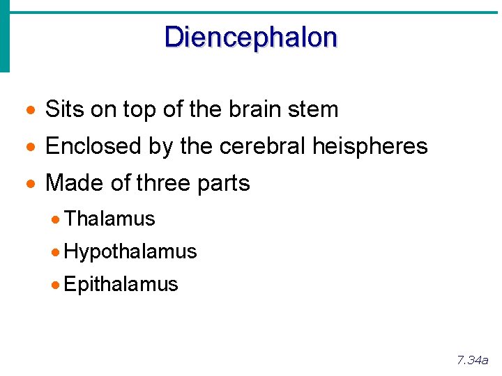Diencephalon · Sits on top of the brain stem · Enclosed by the cerebral