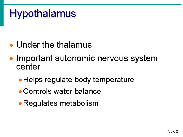 Hypothalamus · Under the thalamus · Important autonomic nervous system center · Helps regulate