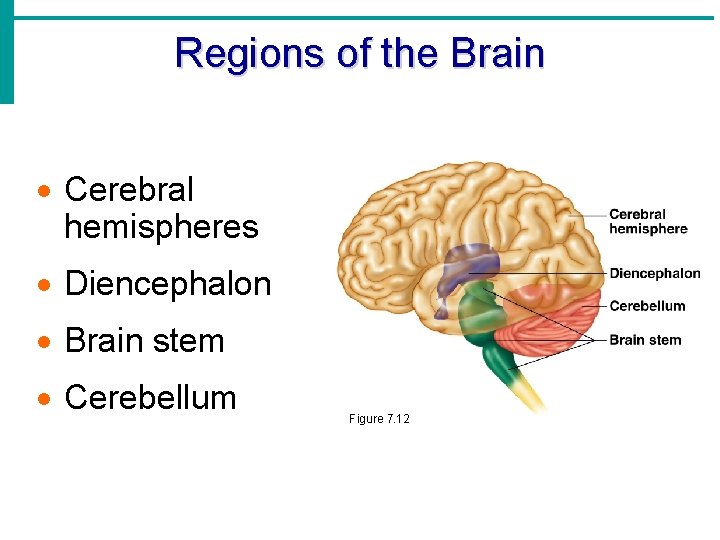 Regions of the Brain · Cerebral hemispheres · Diencephalon · Brain stem · Cerebellum