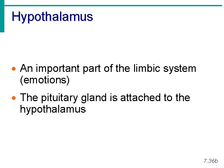 Hypothalamus · An important part of the limbic system (emotions) · The pituitary gland