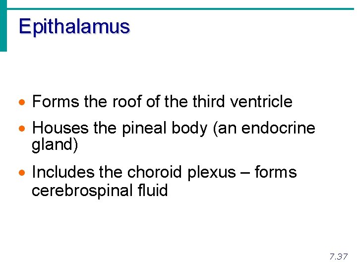 Epithalamus · Forms the roof of the third ventricle · Houses the pineal body