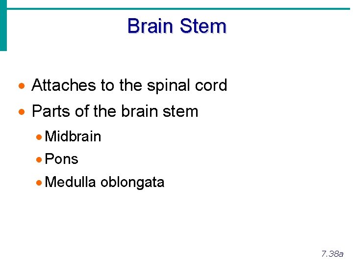 Brain Stem · Attaches to the spinal cord · Parts of the brain stem