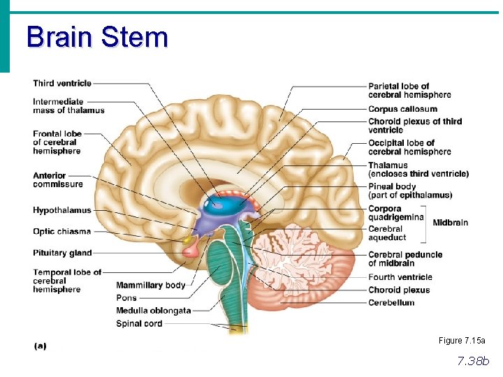 Brain Stem Figure 7. 15 a 7. 38 b 