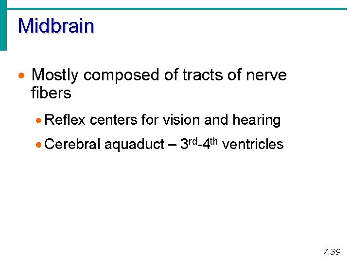 Midbrain · Mostly composed of tracts of nerve fibers · Reflex centers for vision