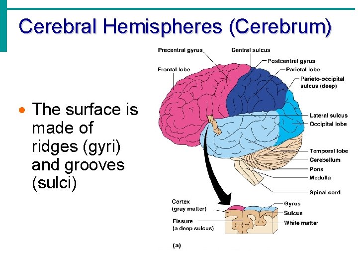 Cerebral Hemispheres (Cerebrum) · The surface is made of ridges (gyri) and grooves (sulci)