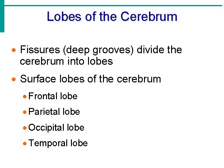 Lobes of the Cerebrum · Fissures (deep grooves) divide the cerebrum into lobes ·