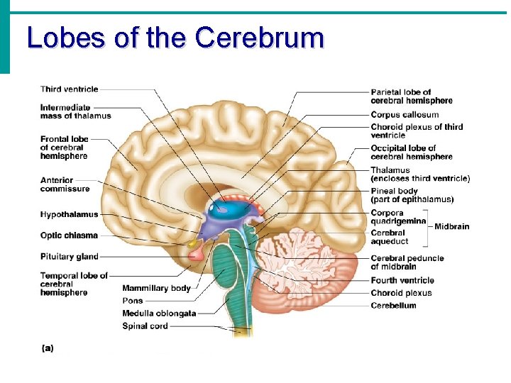 Lobes of the Cerebrum 