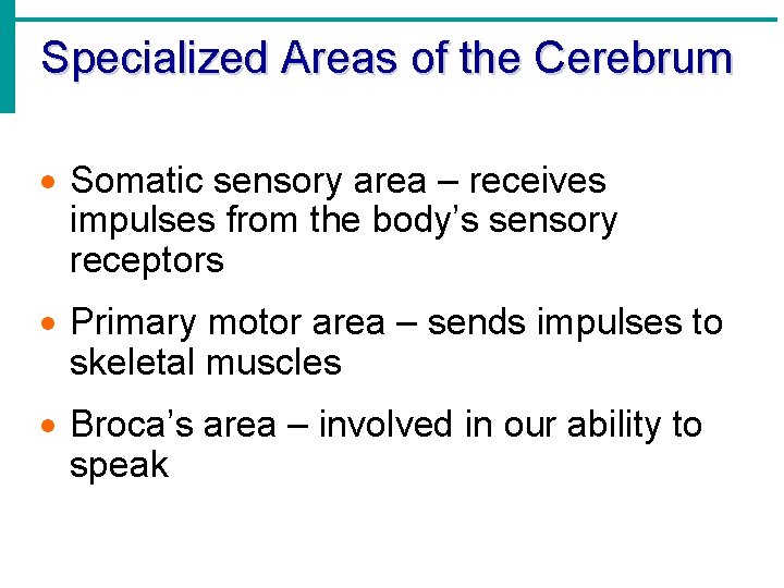 Specialized Areas of the Cerebrum · Somatic sensory area – receives impulses from the