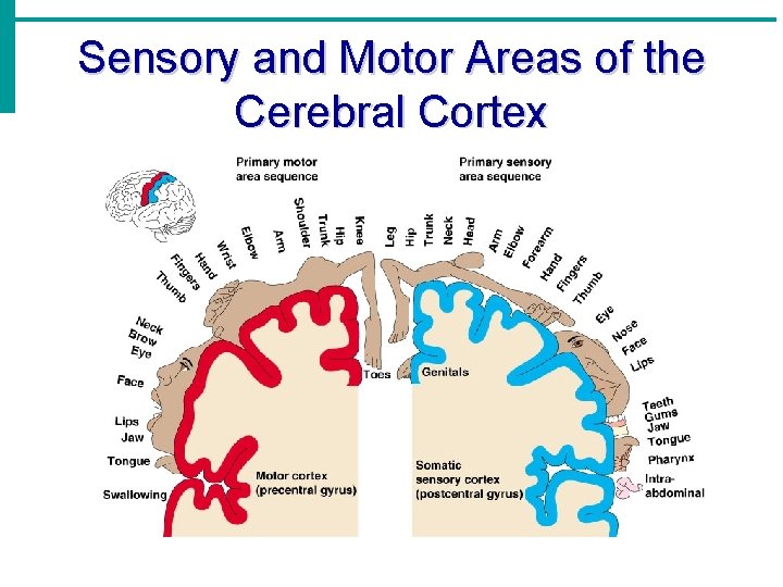 Sensory and Motor Areas of the Cerebral Cortex 