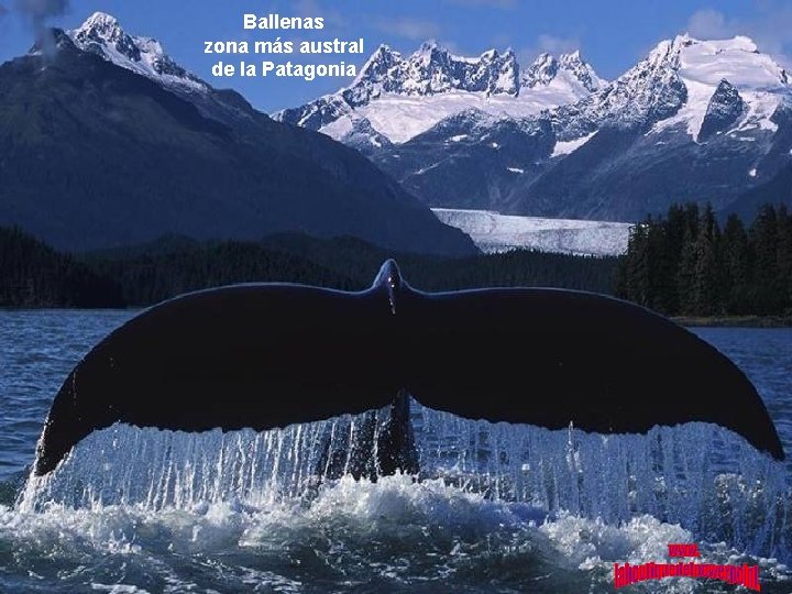 Ballenas zona más austral de la Patagonia 