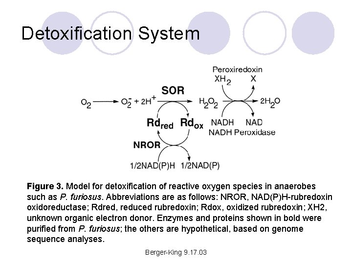 Detoxification System Figure 3. Model for detoxification of reactive oxygen species in anaerobes such