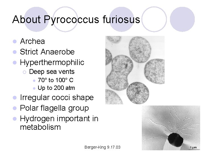 About Pyrococcus furiosus Archea l Strict Anaerobe l Hyperthermophilic l ¡ Deep sea vents