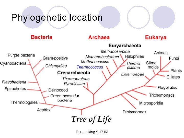 Phylogenetic location Berger-King 9. 17. 03 
