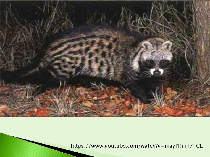 https: //www. youtube. com/watch? v=may. PKm. T 7 -CE https: //www. youtube. com/watch? v=may. PKm. T 7 -CE