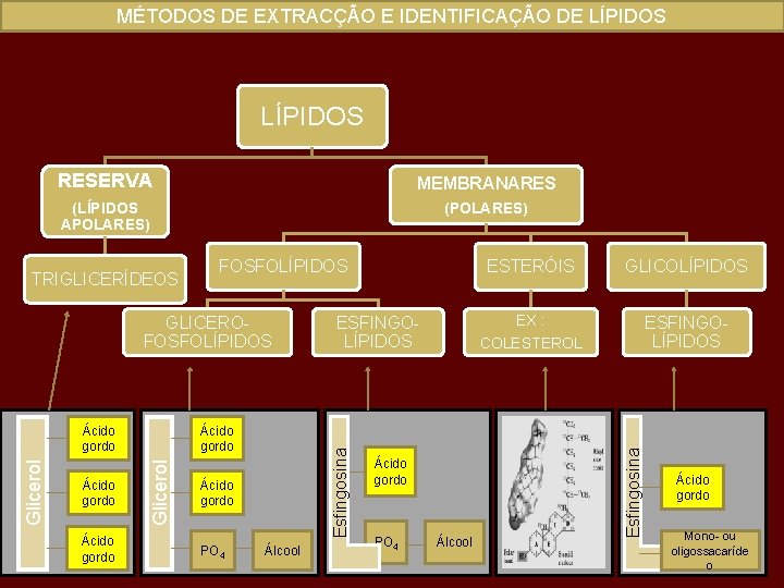 MÉTODOS DE EXTRACÇÃO E IDENTIFICAÇÃO DE LÍPIDOS RESERVA MEMBRANARES (LÍPIDOS APOLARES) (POLARES) FOSFOLÍPIDOS GLICEROFOSFOLÍPIDOS