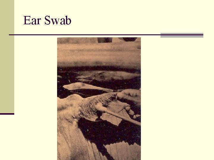 Ear Swab 