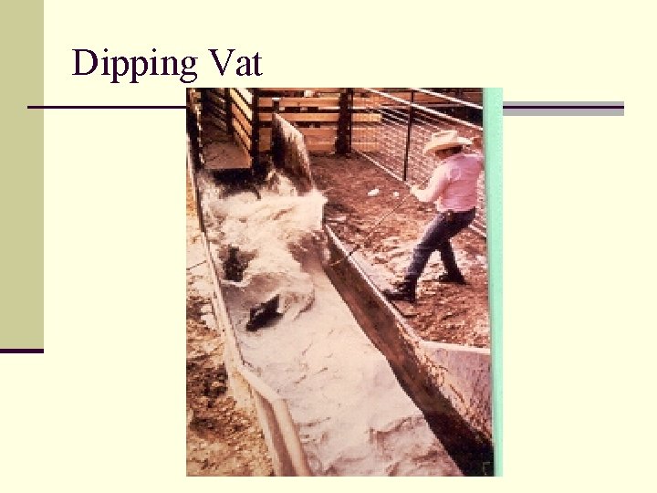 Dipping Vat 