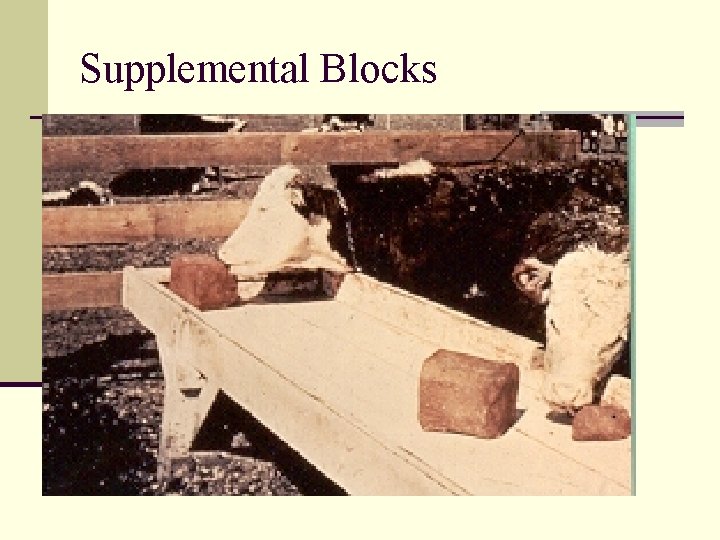 Supplemental Blocks 