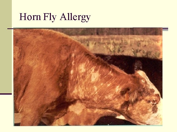 Horn Fly Allergy 