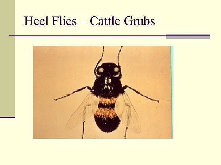 Heel Flies – Cattle Grubs 