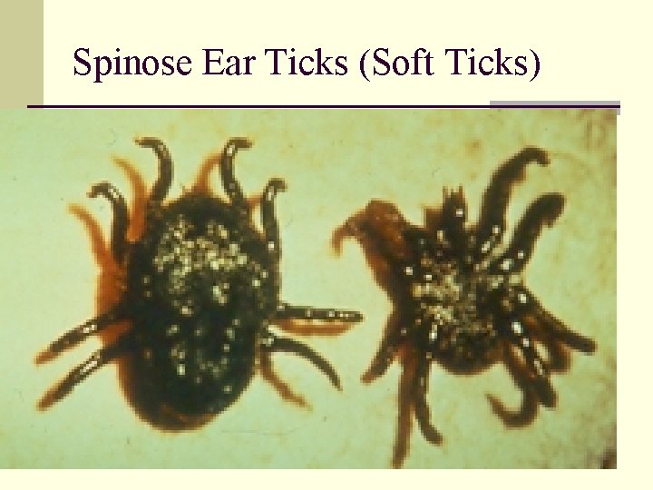 Spinose Ear Ticks (Soft Ticks) 