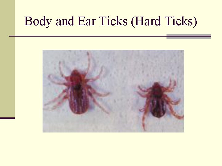 Body and Ear Ticks (Hard Ticks) 