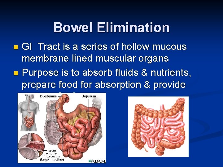 Bowel Elimination GI Tract is a series of hollow mucous membrane lined muscular organs